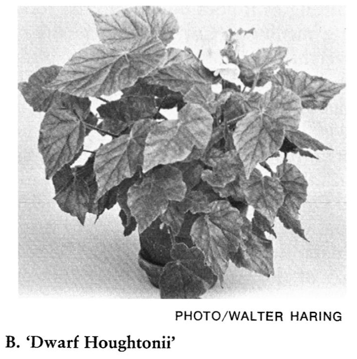 B. ‘Dwarf Houghtonii’